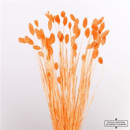 <h4>Dried Phalaris Bl Orange Bunch</h4>