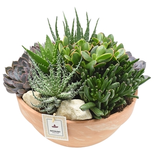 Arrangement in terracotta bowl 34 cm