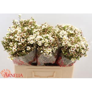 Chamelaucium Janelle