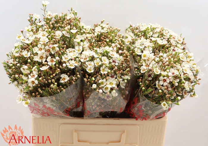 <h4>Chamelaucium Janelle</h4>