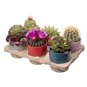 CACTUS/SUCCULENT IN BICOLOR CERAMIC POT Ø 10 - ECO TRAY 6 PCS (CACTUS EN SUCCULENTEN)