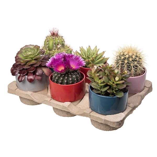 <h4>CACTUS/SUCCULENT IN BICOLOR CERAMIC POT Ø 10 - ECO TRAY 6 PCS (CACTUS EN SUCCULENTEN)</h4>