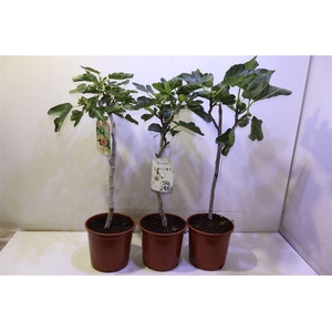 Ficus Carica