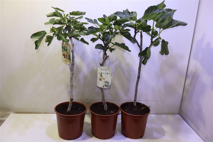 <h4>Ficus Carica</h4>