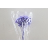 Dried Immortelle Lavender 10pcs Bunch Slv