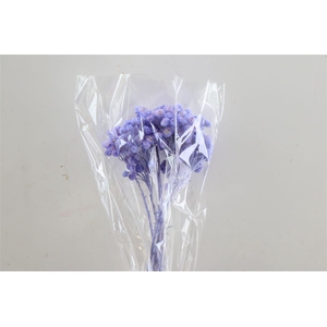 Dried Immortelle Lavender Slv