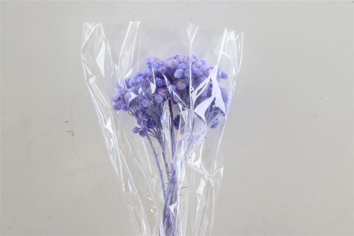 Dried Immortelle Lavender 10pcs Bunch Slv
