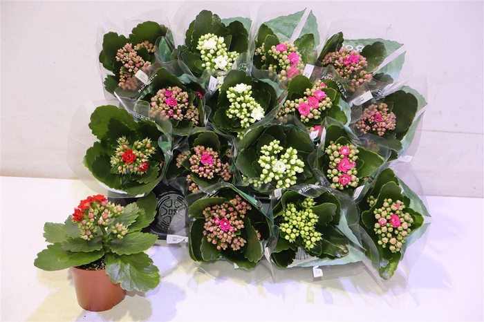 <h4>Kal Ge Ro Gem 5 Kl</h4>