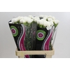 Dianthus St Holly