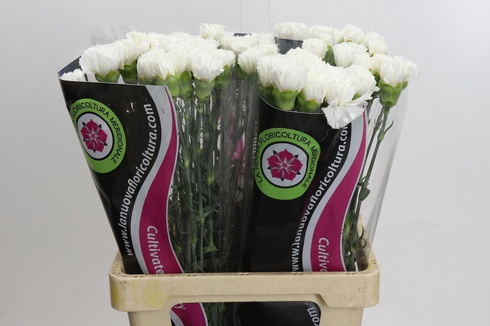 <h4>Dianthus St Holly</h4>