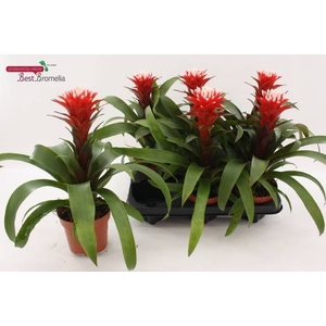 .Guzmania hope