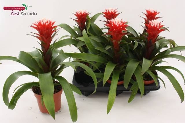 <h4>.Guzmania hope</h4>