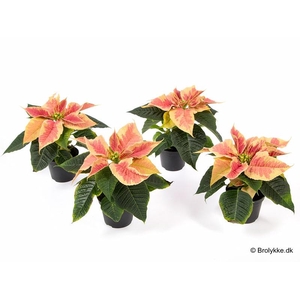 EUPHORBIA PULCHERRIMA  MINI p6 Marble