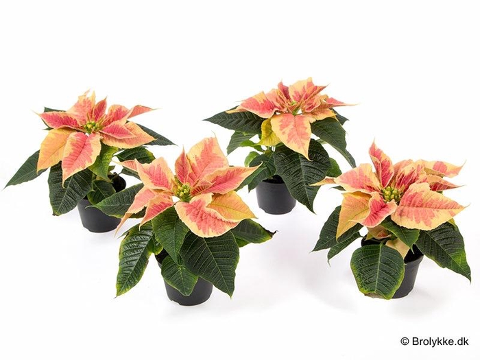<h4>EUPHORBIA PULCHERRIMA  MINI p6 Marble</h4>