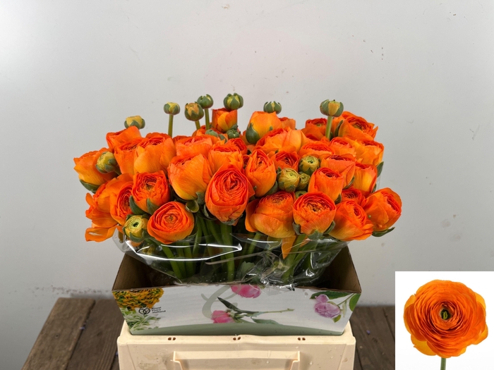 <h4>RAN SU LAMBADA</h4>