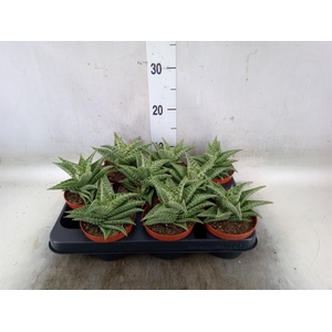 Aloe variegata 'Tribal'