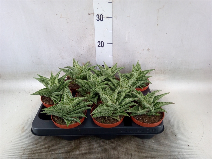 <h4>Aloe variegata 'Tribal'</h4>