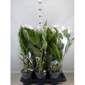 Aglaonema  'B.J. Freedman'