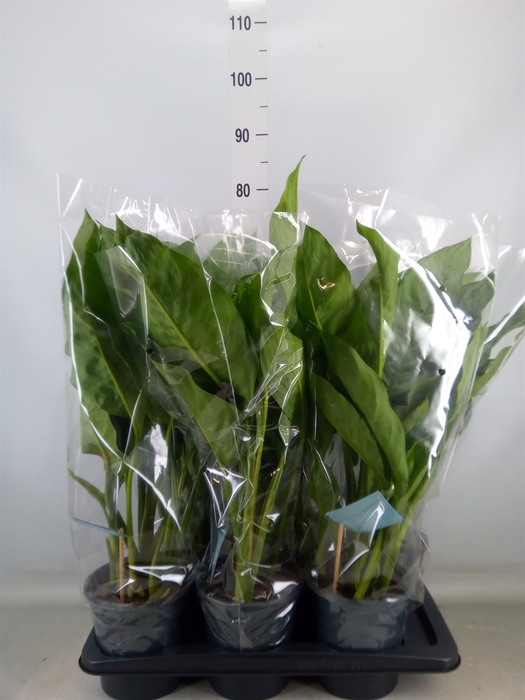 <h4>Aglaonema  'B.J. Freedman'</h4>