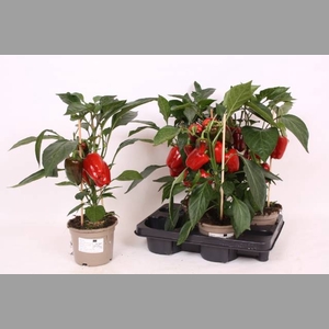PAPRIKA PLANTEN