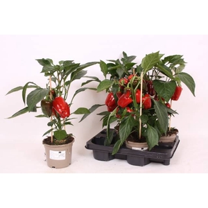 PAPRIKA PLANTEN