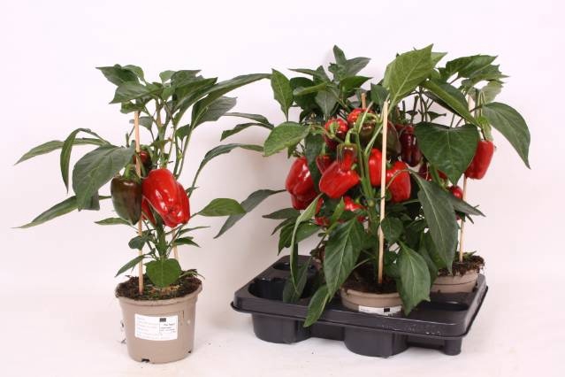 <h4>PAPRIKA PLANTEN</h4>
