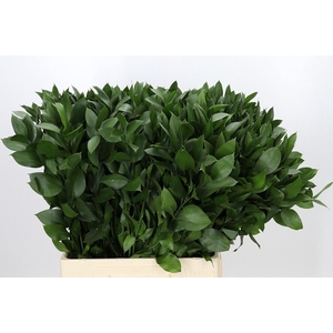 RUSCUS HYPOPHYLLUM