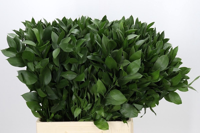 <h4>RUSCUS HYPOPHYLLUM</h4>