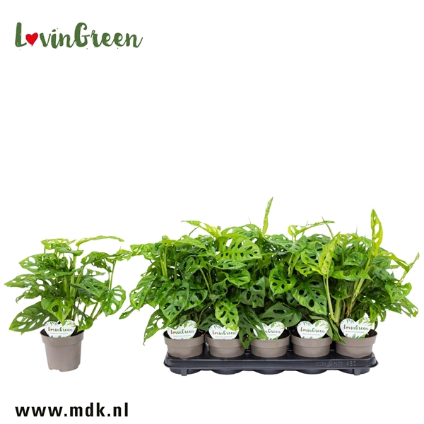 <h4>MONSTERA OBLIQUA</h4>