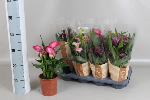 <h4>ZANT GEM 5 KL</h4>