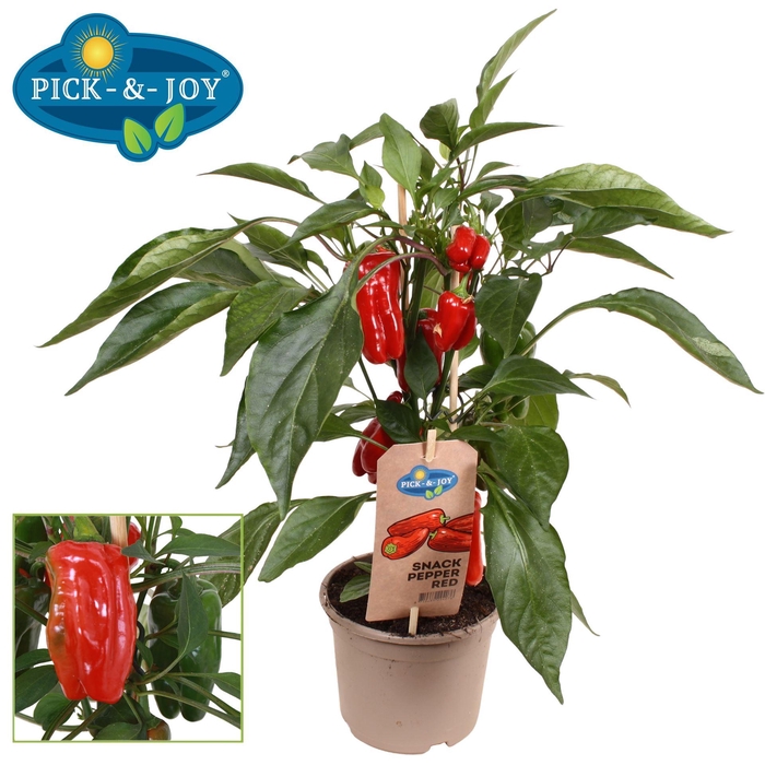 <h4>Capsicum annuum   ...paprika</h4>
