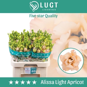 Eust Alissa Light Apricot