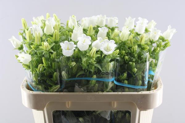 <h4>Campanula Wit</h4>