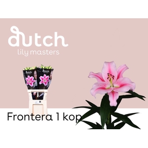 Li Or Frontera 1 Knop Lily Master