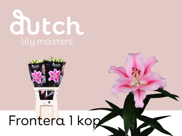 <h4>Li Or Frontera 1 Knop Lily Master</h4>