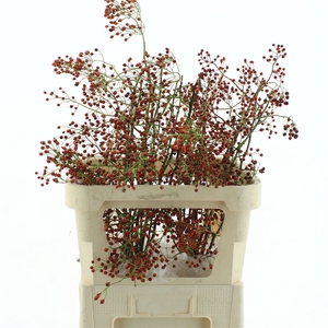Rosa Corallo Orange Red