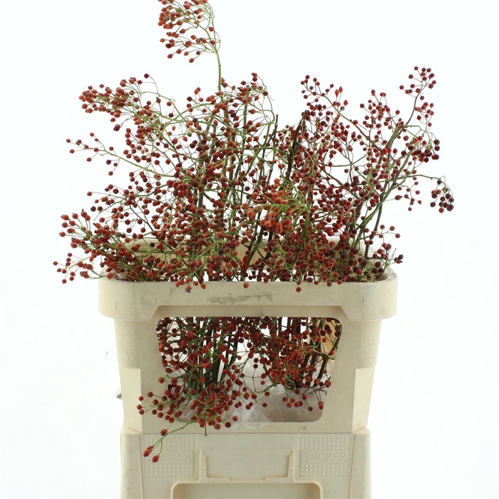 Rosa Corallo Orange Red