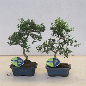 Ilex crenata, 15 cm shape, small leaf, without driptray