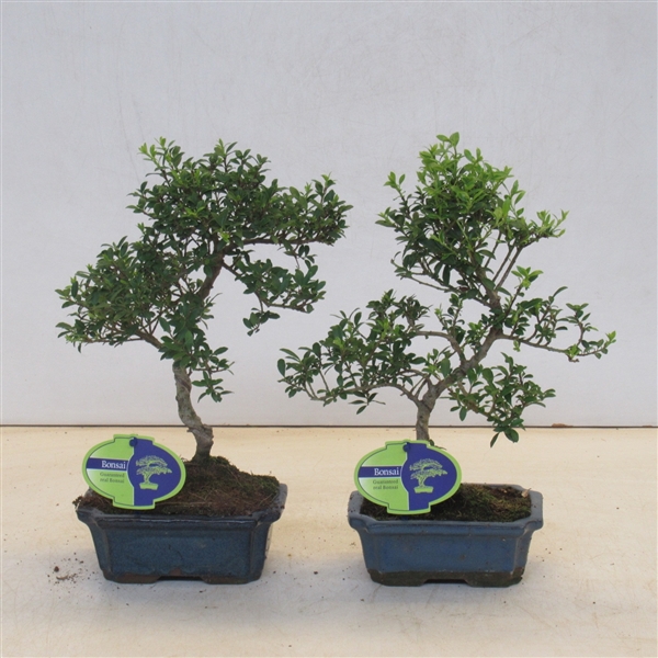 <h4>Ilex crenata, 15 cm shape, small leaf, without driptray</h4>