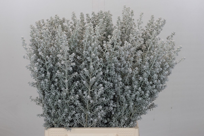 <h4>Kochia (maireana Sedifolia)</h4>