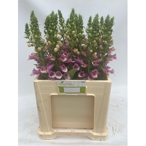 DIGITALIS PU CAMELOT ROSE DIGI CAME