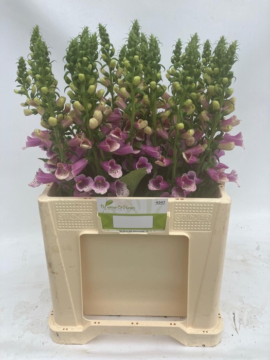<h4>DIGITALIS PU CAMELOT ROSE DIGI CAME</h4>