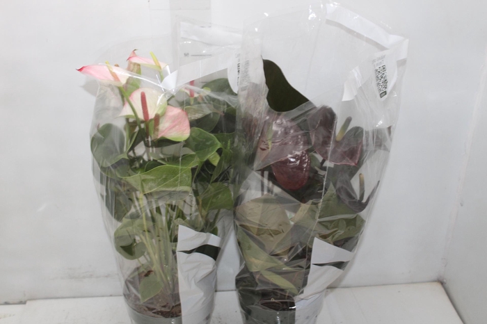 <h4>ANTHURIUM VARIADO P17</h4>
