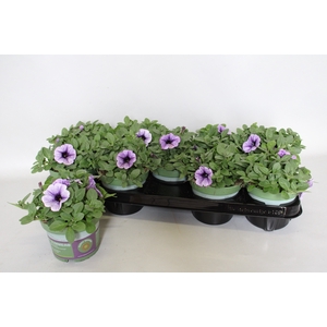 Petunia Sanguna Lilac Vein
