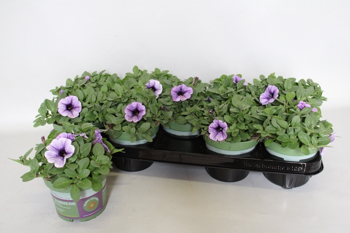 <h4>Petunia Sanguna Lilac Vein</h4>