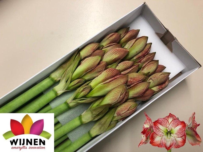 <h4>HIPP GA MEGA STAR</h4>