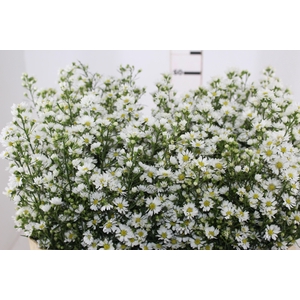 ASTER BRANCO 070 CM