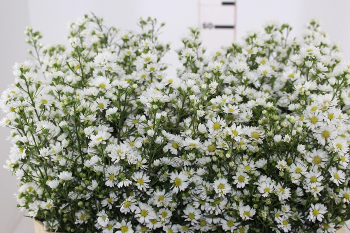 <h4>ASTER BRANCO 070 CM</h4>