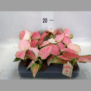 Aglaonema   ...
