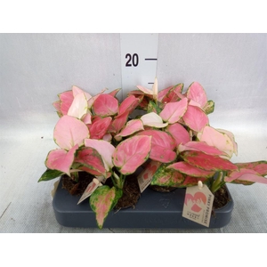 Aglaonema   ...